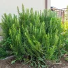 Rosemary Live Plant in 4 Inch Pot - Fragrant Edible Herb, 4-7 Inches Tall - Image 1