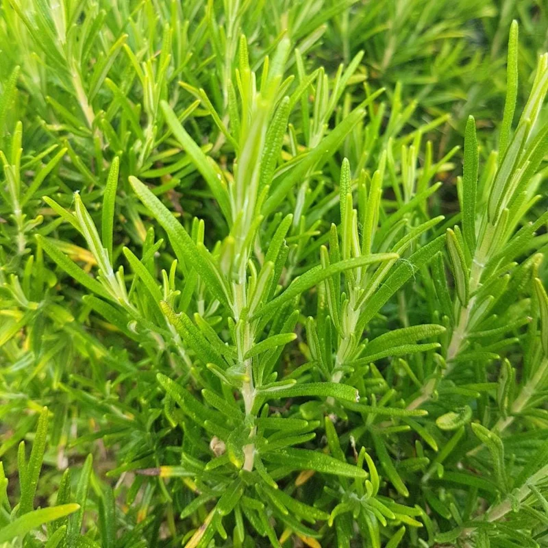 Rosemary Live Plant – Upright Fragrant Edible Herb – 6-8 Inches Tall – Perennial - Image 1