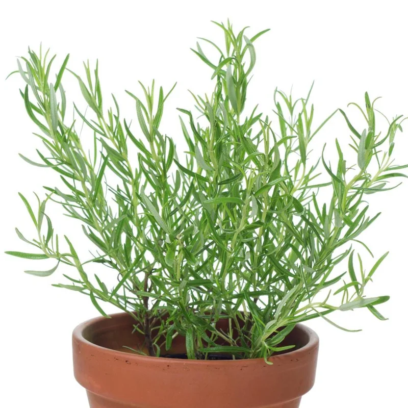 Rosemary Live Plant – Upright Fragrant Edible Herb – 6-8 Inches Tall – Perennial - Image 2