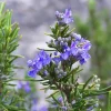 Rosemary Tuscan Blue Live Herb Plant – Plug – Outdoor & Indoor – Aromatic - Image 1