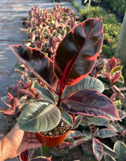 Ruby Rubber Tree Plant Ficus elastica 6" Pot Live Indoor Outdoor - Image 2