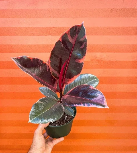 Ruby Rubber Tree Plant Ficus elastica 6" Pot Live Indoor Outdoor - Image 1