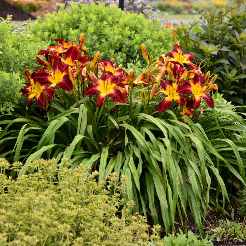 Ruby Spider Daylily Live Plant – Perennial Flower – Outdoor Garden Ruby Spider Daylily Live Plant – Perennial Flower – Outdoor Garden - Image 3
