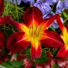 Ruby Spider Daylily Live Plant – Perennial Flower – Outdoor Garden - Image 1