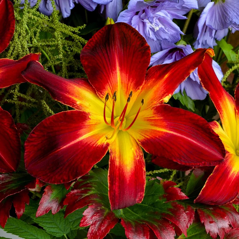 Ruby Spider Daylily Live Plant – Perennial Flower – Outdoor Garden - Image 1