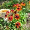 Rudbeckia Hirta Live Plant Plug - 1 Count - Fall Blooms Outdoor Garden - Image 1