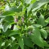 Russian Comfrey Live Root Cuttings - Bocking 14 - 10 Count - Perennial Herb - Image 1