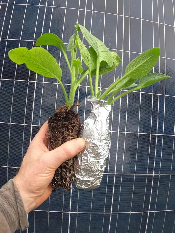 Russian Comfrey Live Root Cuttings - Bocking 4 Cultivar - 5 Cuttings Russian Comfrey Live Root Cuttings - Bocking 4 Cultivar - 5 Cuttings - Image 3