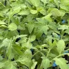 Rutgers Tomato Live Plants - 2 Pack, 6-10 Inches Tall, Ready to Plant - Image 1