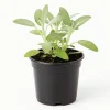 Sage Herb Live Plant, Fresh Culinary Herb in 3.5-inch Pot, 7 Inches Tall - Image 1