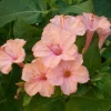 Salmon Four O'clock Flower Seeds – 25 Seeds – Perennial Garden Plant - Image 1