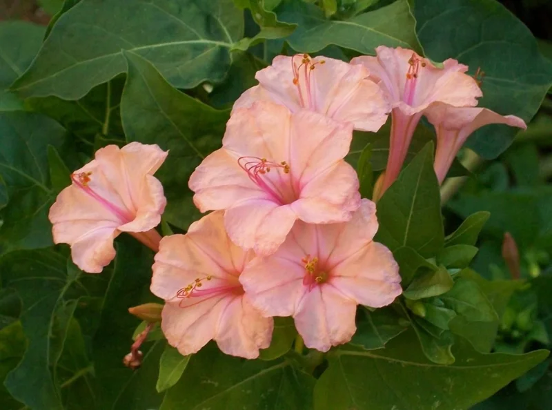 Salmon Four O'clock Flower Seeds – 25 Seeds – Perennial Garden Plant - Image 1