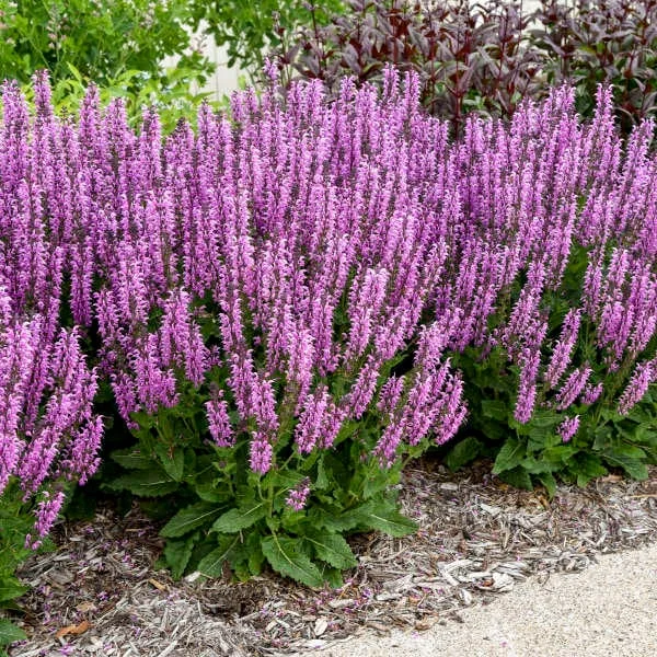 Salvia 'Back to the Fuchsia' Perennial Plant - Vibrant Pink Blooms Outdoor - Image 2