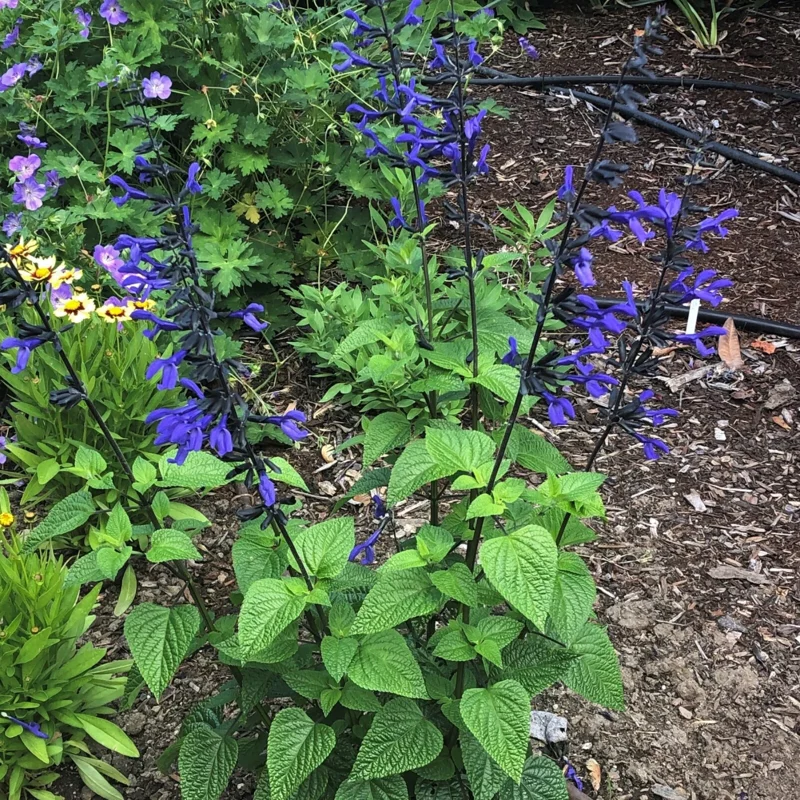 Salvia 'Black and Blue' Live Starter Perennial Plant Salvia 'Black and Blue' Live Starter Perennial Plant - Image 3