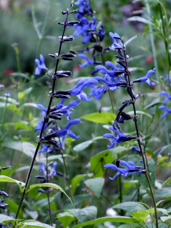 Salvia 'Black and Blue' Live Starter Perennial Plant Salvia 'Black and Blue' Live Starter Perennial Plant - Image 4