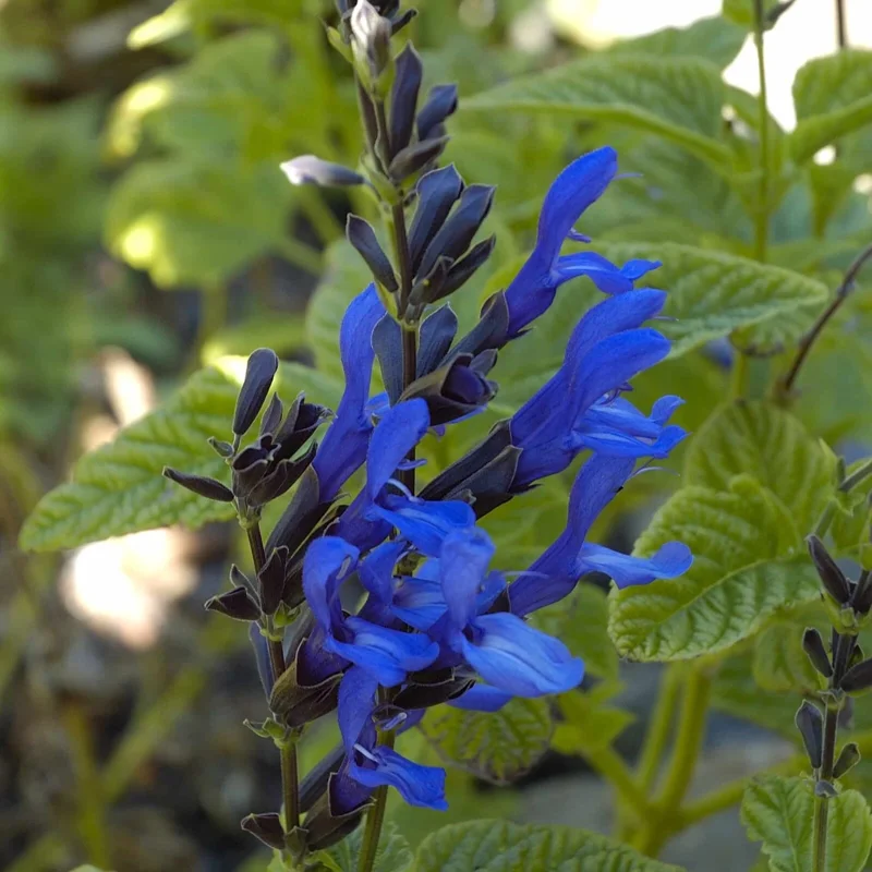 Salvia 'Black and Blue' Live Starter Perennial Plant Salvia 'Black and Blue' Live Starter Perennial Plant - Image 5