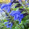 Salvia 'Black and Blue' Live Starter Perennial Plant Salvia 'Black and Blue' Live Starter Perennial Plant - Image 1