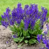 Salvia 'Evening Attire' Perennial Live Plant – Deep Blue Flowers Salvia 'Evening Attire' Perennial Live Plant – Deep Blue Flowers - Image 1