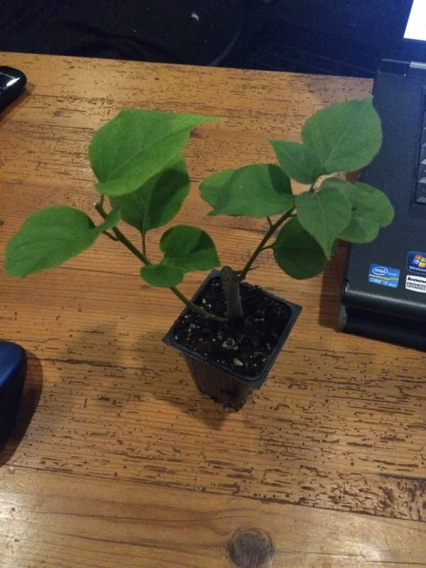 San Diego Red Bougainvillea Live Plant - Vibrant Outdoor Climber - Image 2