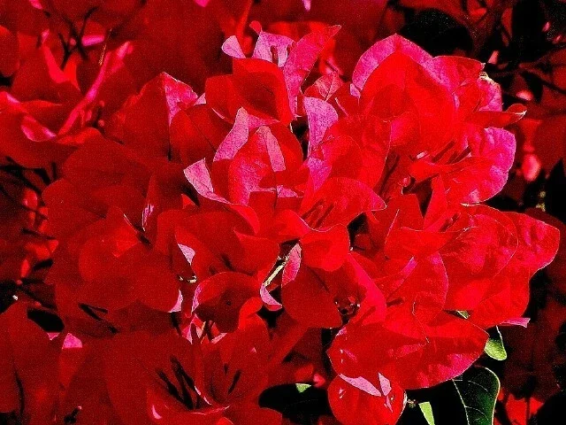 San Diego Red Bougainvillea Live Plant - Vibrant Outdoor Climber - Image 1