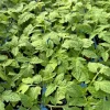 San Marzano Red Pear Shaped Tomato Live Plants - 4 Pack, 6-10 Inches Tall - Image 1