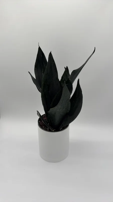 Sansevieria 'Black Dragon' Snake Plant – 6" Potted Live Indoor Plant Sansevieria 'Black Dragon' Snake Plant – 6" Potted Live Indoor Plant - Image 2