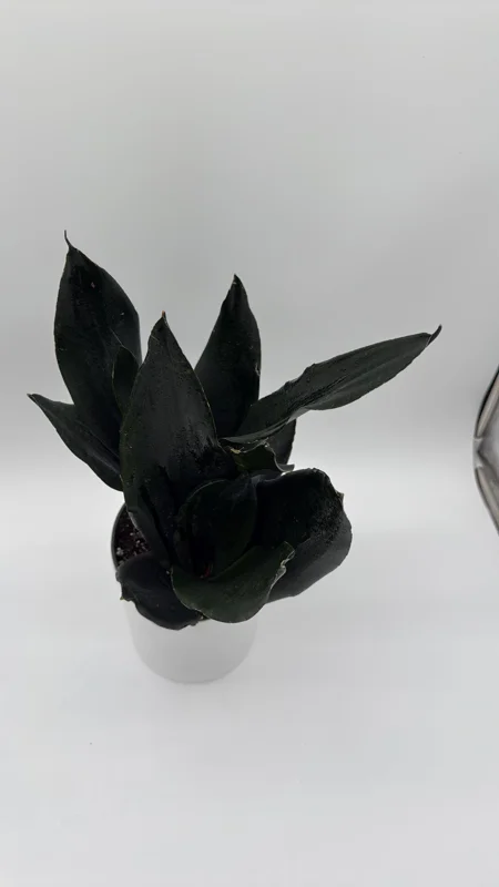 Sansevieria 'Black Dragon' Snake Plant – 6" Potted Live Indoor Plant Sansevieria 'Black Dragon' Snake Plant – 6" Potted Live Indoor Plant - Image 3