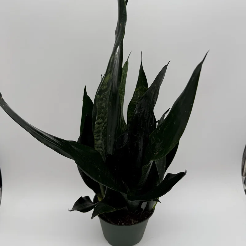 Sansevieria 'Black Dragon' Snake Plant – 6" Potted Live Indoor Plant Sansevieria 'Black Dragon' Snake Plant – 6" Potted Live Indoor Plant - Image 4