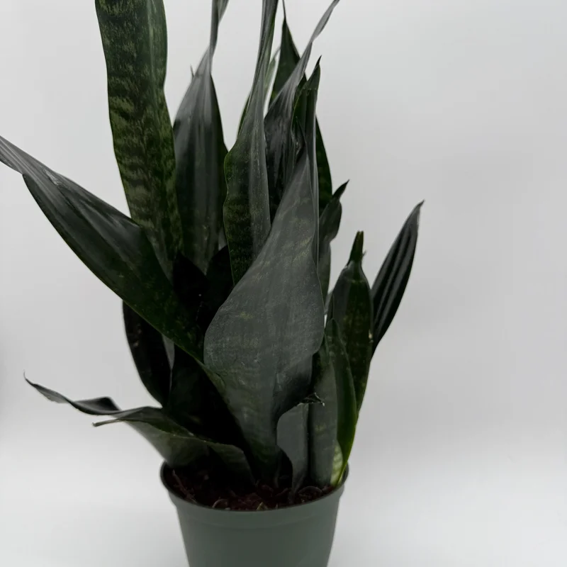 Sansevieria 'Black Dragon' Snake Plant – 6" Potted Live Indoor Plant Sansevieria 'Black Dragon' Snake Plant – 6" Potted Live Indoor Plant - Image 5