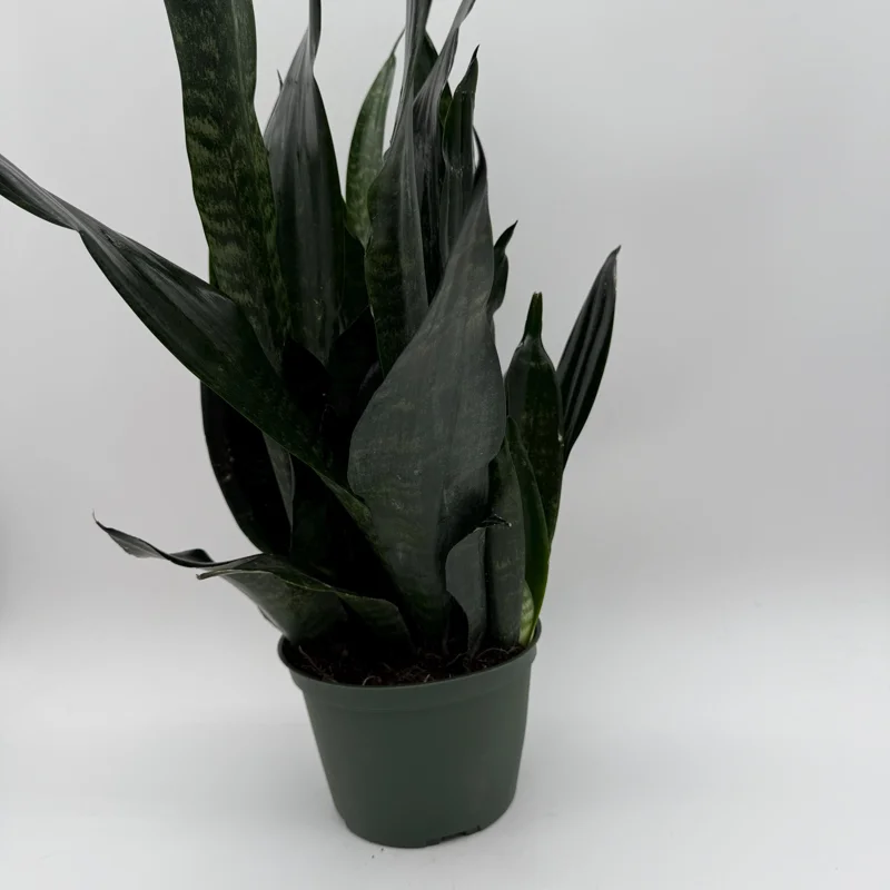 Sansevieria 'Black Dragon' Snake Plant – 6" Potted Live Indoor Plant Sansevieria 'Black Dragon' Snake Plant – 6" Potted Live Indoor Plant - Image 6