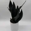 Sansevieria 'Black Dragon' Snake Plant – 6" Potted Live Indoor Plant Sansevieria 'Black Dragon' Snake Plant – 6" Potted Live Indoor Plant - Image 1