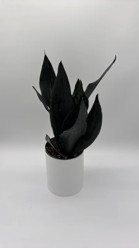 Sansevieria 'Black Dragon' Snake Plant – 6" Potted Live Indoor Plant Sansevieria 'Black Dragon' Snake Plant – 6" Potted Live Indoor Plant - Image 1