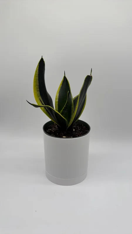Sansevieria Black Gold Snake Plant - Variegated Live Houseplant in 6 inch Pot - Image 2