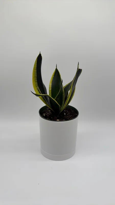 Sansevieria Black Gold Snake Plant - Variegated Live Houseplant in 6 inch Pot Sansevieria Black Gold Snake Plant - Variegated Live Houseplant in 6 inch Pot - Image 3