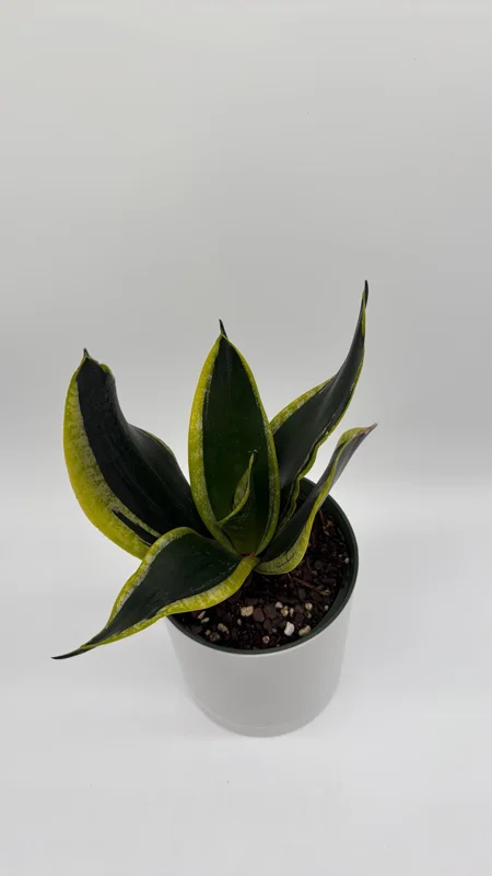Sansevieria Black Gold Snake Plant - Variegated Live Houseplant in 6 inch Pot Sansevieria Black Gold Snake Plant - Variegated Live Houseplant in 6 inch Pot - Image 4