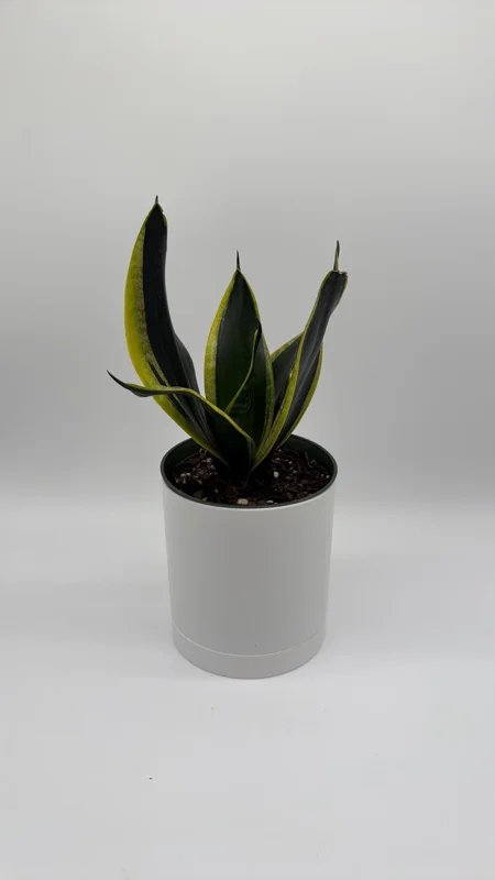 Sansevieria Black Gold Snake Plant - Variegated Live Houseplant in 6 inch Pot Sansevieria Black Gold Snake Plant - Variegated Live Houseplant in 6 inch Pot - Image 5