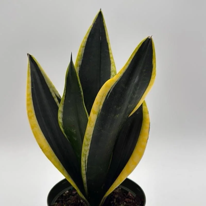 Sansevieria Black Gold Snake Plant - Variegated Live Houseplant in 6 inch Pot Sansevieria Black Gold Snake Plant - Variegated Live Houseplant in 6 inch Pot - Image 6