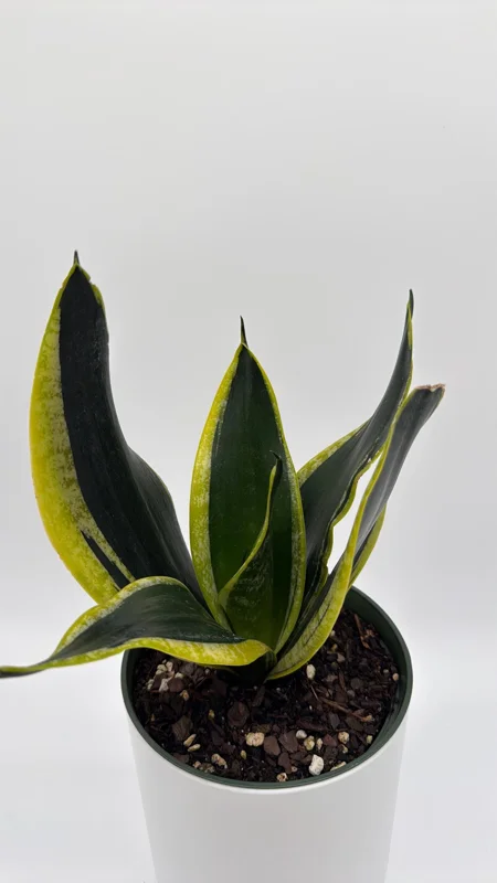 Sansevieria Black Gold Snake Plant - Variegated Live Houseplant in 6 inch Pot Sansevieria Black Gold Snake Plant - Variegated Live Houseplant in 6 inch Pot - Image 7