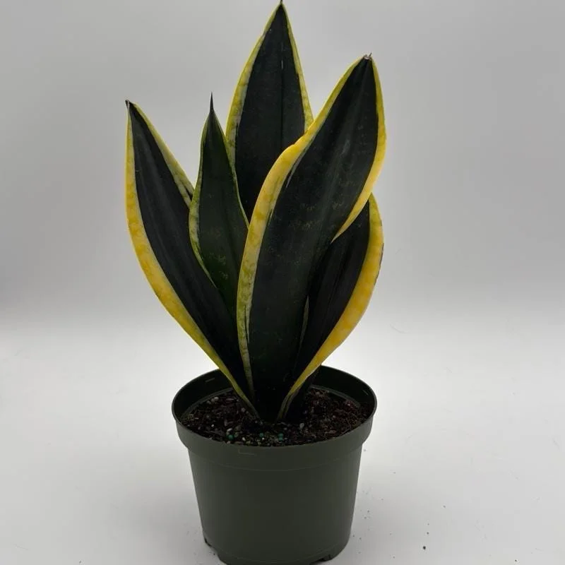 Sansevieria Black Gold Snake Plant - Variegated Live Houseplant in 6 inch Pot - Image 1