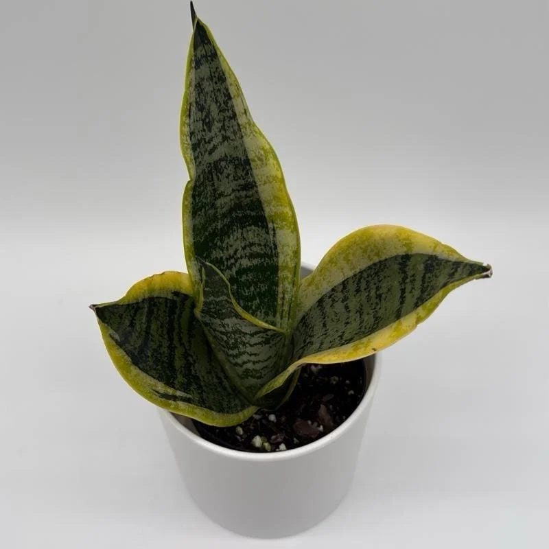Sansevieria Futura Superba Live Plant – 4 inch Pot – Indoor Snake Plant - Image 2