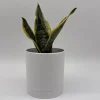Sansevieria Futura Superba Live Plant – 4 inch Pot – Indoor Snake Plant Sansevieria Futura Superba Live Plant – 4 inch Pot – Indoor Snake Plant - Image 1