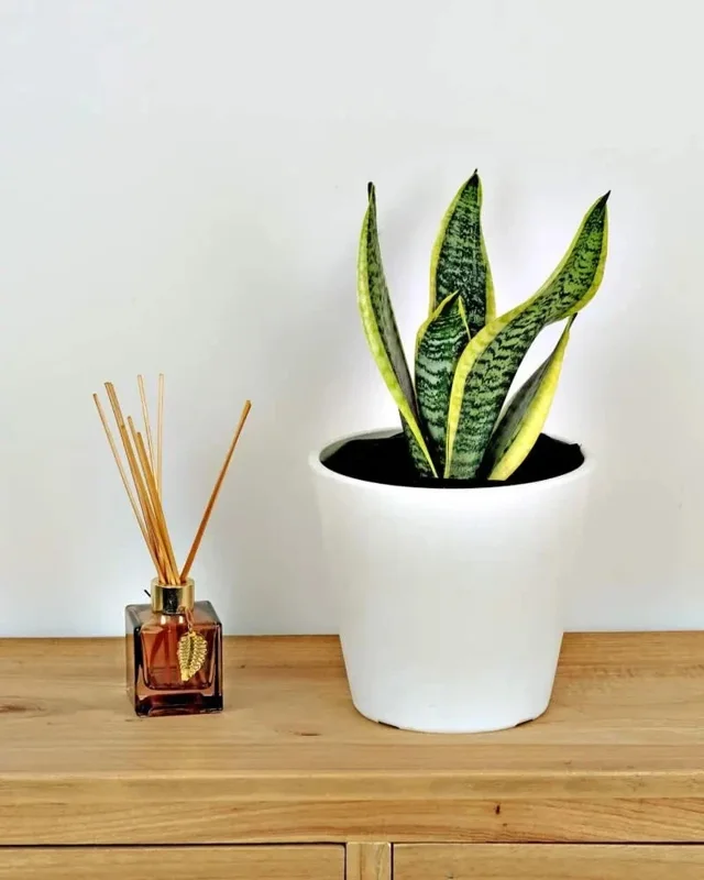 Sansevieria Futura Superba Snake Plant Live Houseplant - 4 inch Pot - Image 2