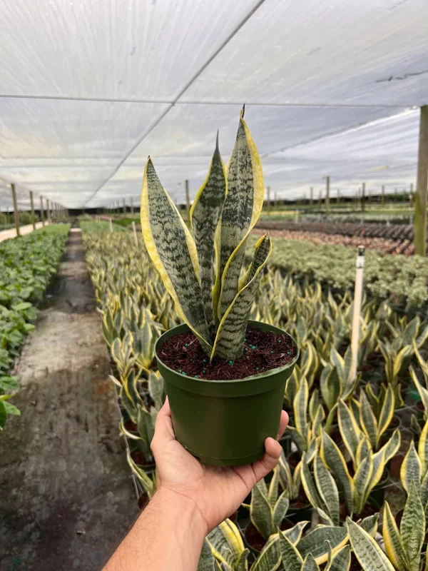 Sansevieria Futura Superba Snake Plant Live Houseplant in 6 inch Pot - Image 2
