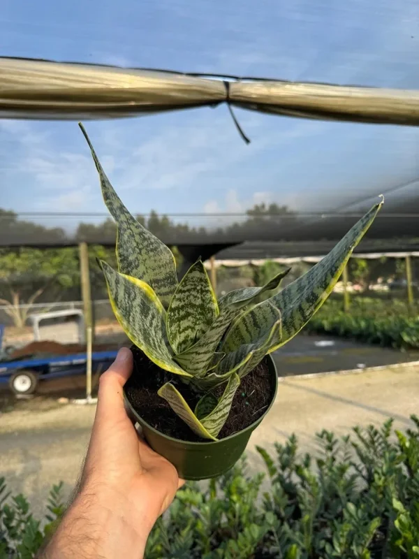 Sansevieria Futura Superba Snake Plant Live Houseplant in 6 inch Pot Sansevieria Futura Superba Snake Plant Live Houseplant in 6 inch Pot - Image 3