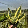 Sansevieria Futura Superba Snake Plant Live Houseplant - 4 inch Pot Sansevieria Futura Superba Snake Plant Live Houseplant - 4 inch Pot - Image 1