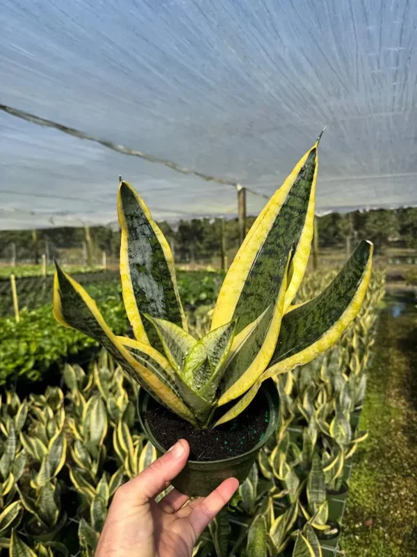 Sansevieria Futura Superba Snake Plant Live Houseplant - 4 inch Pot - Image 1