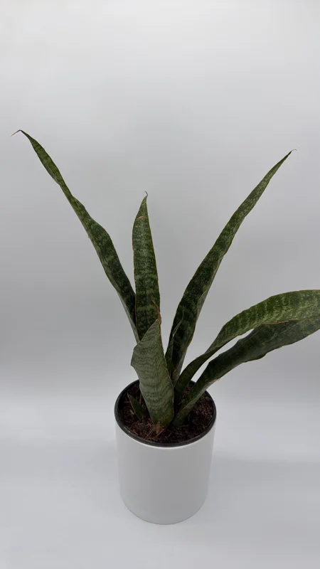 Sansevieria Jaboa Live Plant – 6" Pot – Low Light Indoor Snake Plant - Image 2