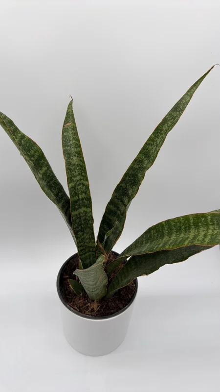 Sansevieria Jaboa Live Plant – 6" Pot – Low Light Indoor Snake Plant - Image 1