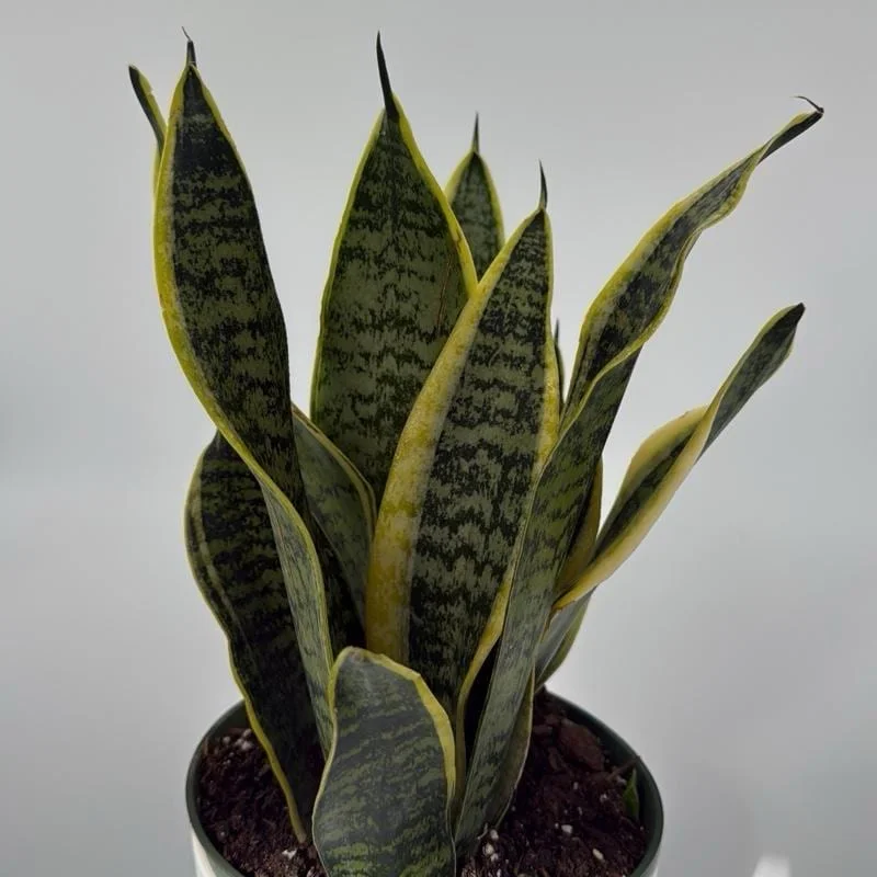 Sansevieria Laurentii Snake Plant Live Plant – Easy Care Indoor Houseplant - Image 1