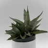 Sansevieria Pagoda Lion Heart Silver Snake Plant – Live Plant – 4 inch Pot – Indoor - Image 1